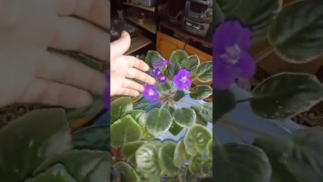 Первоцветки #фиалки #fialki #заказцветов смотреть онлайн
