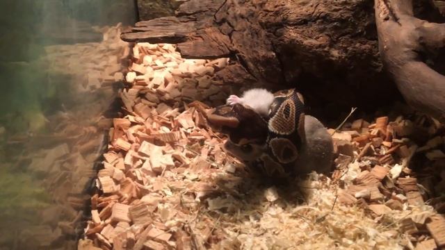 Python regius. Кормление королевского питона. смотреть онлайн