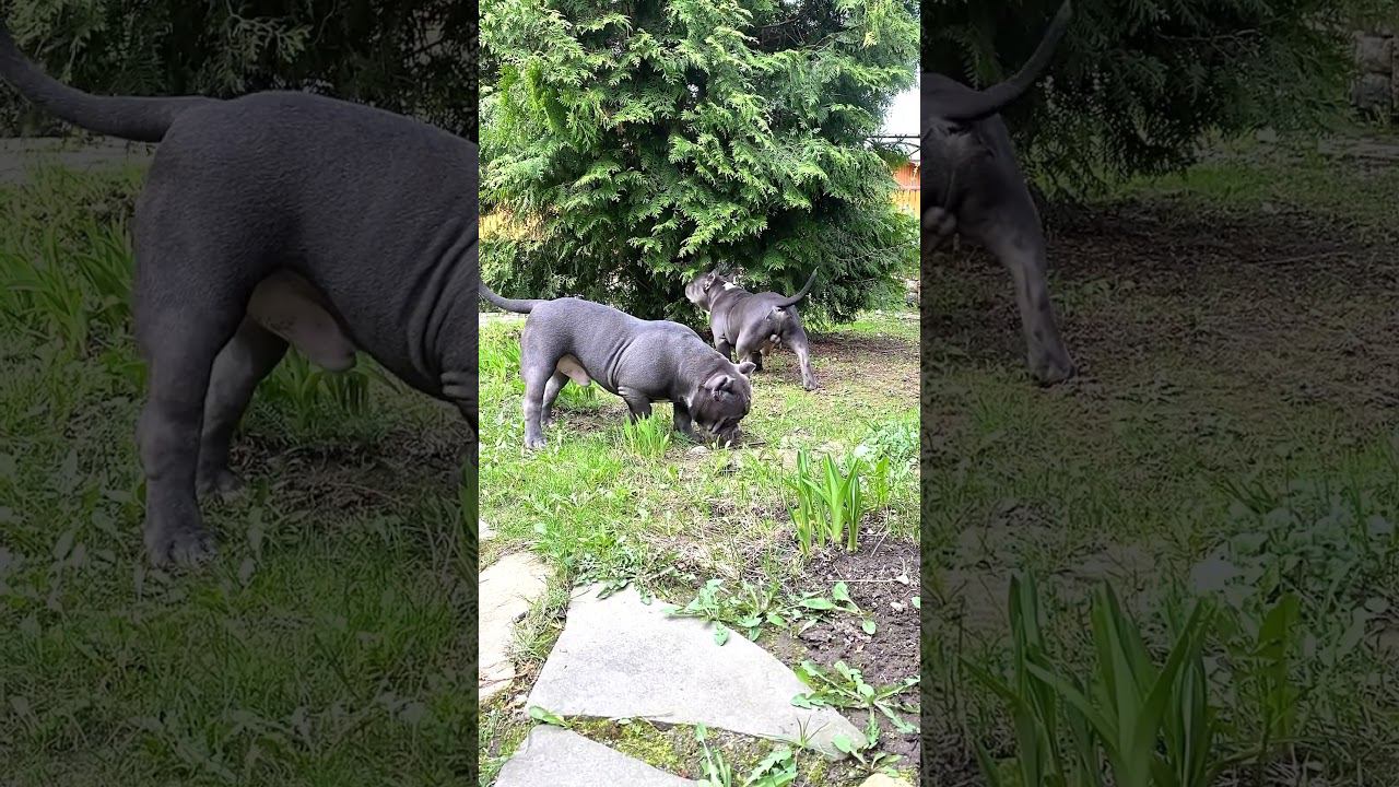 Исключительное позирование #americanbully #собака #pitbull #животные #puppy #bulldog #щенок #love смотреть онлайн