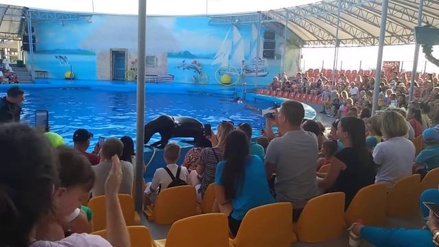 Морской лев в Дельфинарии Немо смотреть онлайн