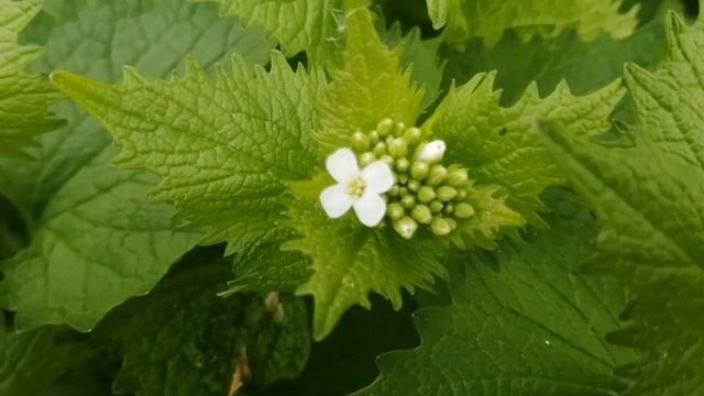 Чесночница черешчатая. Вкусное растение рядом с нами. Польза и рецепты . смотреть онлайн