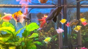 Тернеция Глофиш и другие жители моего аквариума