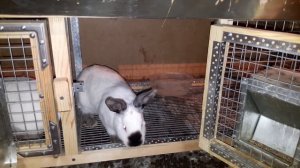 Профилактика кокцидиоза//Молочная кислота//Калифорнийские кролики