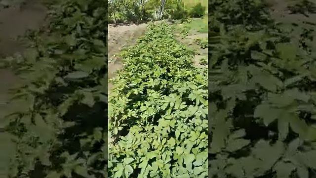 Дача в Крыму у Фриды 25.05.2021 смотреть онлайн