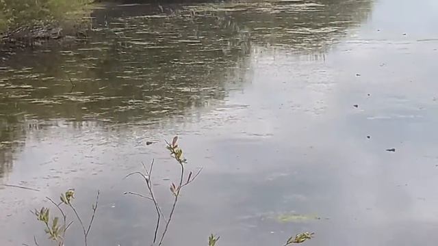 Песня лягушек прикол))) смотреть онлайн