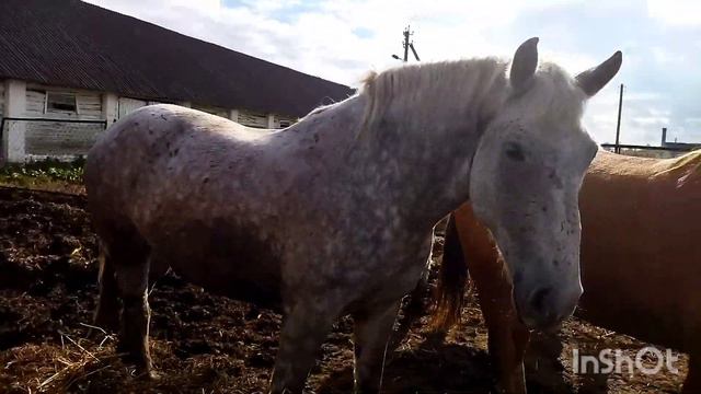 ЛОШАДИ/ЕЩЁ ЕСТЬ ПЕРШЕРОНОВСКАЯ КРОВЬ В КОЛХОЗНЫХ ЛОШАДЯХ смотреть онлайн