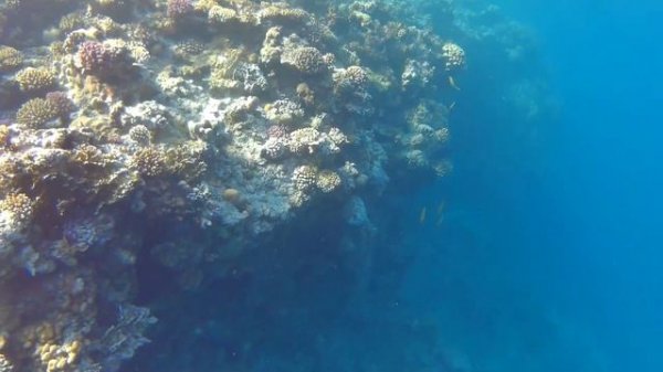 Подводный мир Риф Amphoras beach