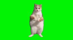 Кот танцует на зелёном фоне