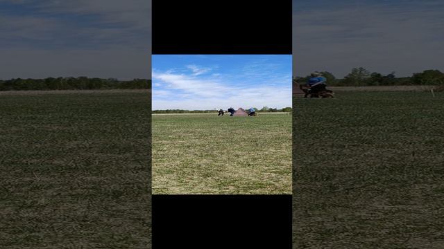 № 24 Kleoshloss YASHMA (Finn V. Bergmannsland – Kleoshloss Pamella)