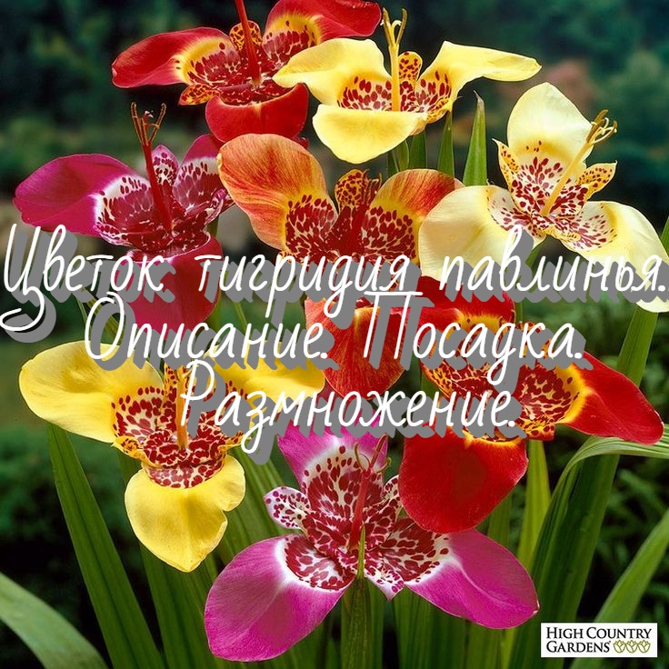 Цветок тигридия павлинья. Описание. Уход. Размножение.