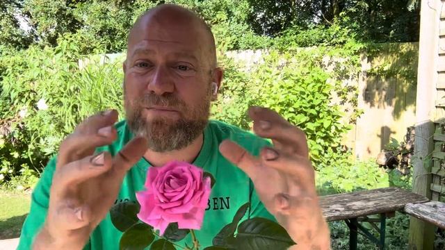 Personal Review Of Shrub” Claire Marshall” ￼ From @harknessroses4035 #gardenerben