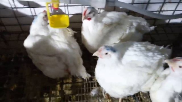 Растет ли #БРОЙЛЕР на зерносмеси? смотреть онлайн