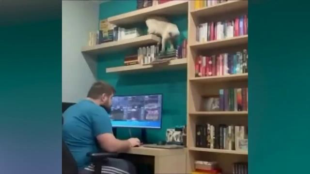 The best funny cats! Веселая котовасия ? смотреть онлайн