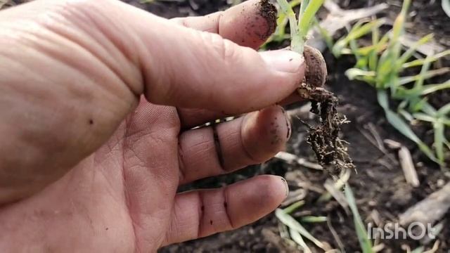 озимый ячмень 2021 после морозов смотреть онлайн