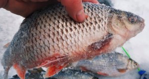 Зимняя рыбалка. Ловля плотвы на безмотылку на реке.