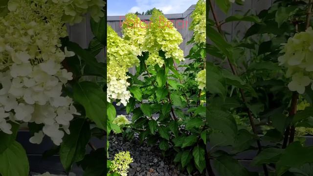 Гортензии в конце июля/ Skyfall, Polar Bear, Strawberry Blossom #Sorts смотреть онлайн