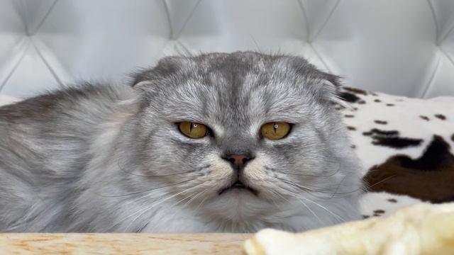 ЧЕЛЛЕНДЖ НА ТЕРПЕНИЕ ДЛЯ КОТОВ | НЕ ЕШЬ ПОКА Я НЕ ПРИДУ