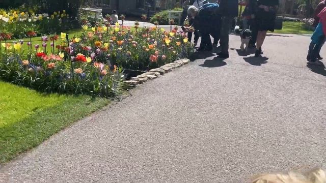 Продолжаем нашу прогулку по парку тюльпанов КЕКЕНХОФ (Keukenhof) Нидерланды