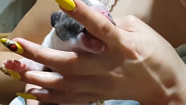 Стаффорд присоска-сила стаффа с первых минут жизни смотреть онлайн