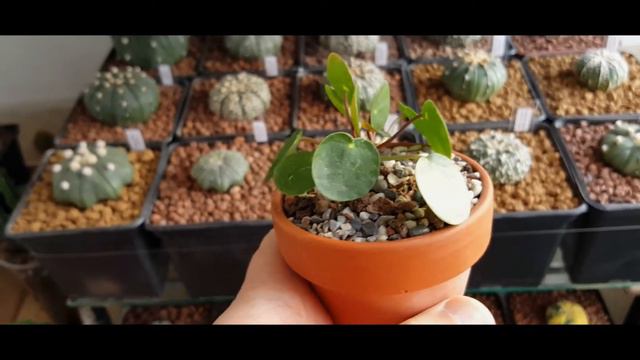 Pilea Peperomioides #AstrophytumAsteriasRensei смотреть онлайн