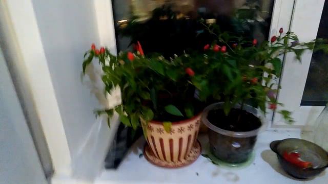 Перец на подоконнике
