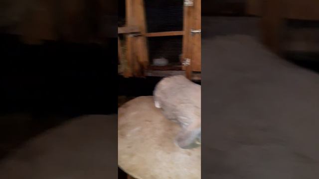 Неудачный окрол(почему?)/крольчихи на племя/на продажу/смена крола производителя смотреть онлайн