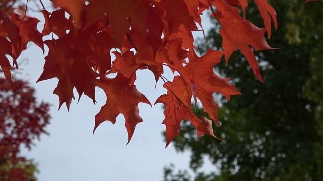 Осень - (Красивая инструментальная музыка для души) смотреть онлайн