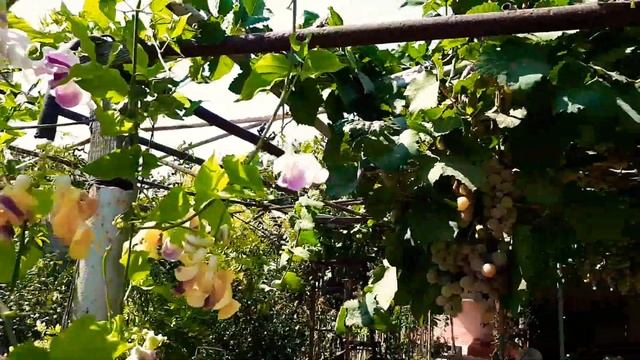 Vigna Caracalla.Вигна Каракалла. смотреть онлайн