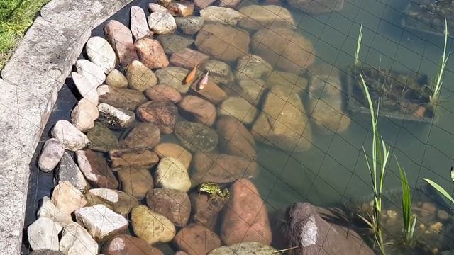 Как сделать пруд своими руками на приусадебном участке. смотреть онлайн