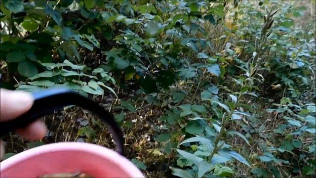 ВЫБРАЛСЯ ЗА ГРИБАМИ НА ДВА ЧАСА. БЕЛАРУСЬ. СЕНТЯБРЬ 2021 смотреть онлайн