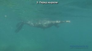 Пошаговый план ныряния на 5 метров для подводных охотников