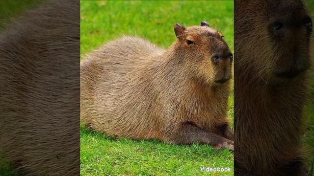 Крутая песня про капибару (Сто-Личный Она-Нас)#kapibara #music #song #rek смотреть онлайн