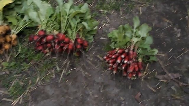 Редис. Урожай сортов: Злата, 18 дней, Ледяная сосулька, Рубин смотреть онлайн