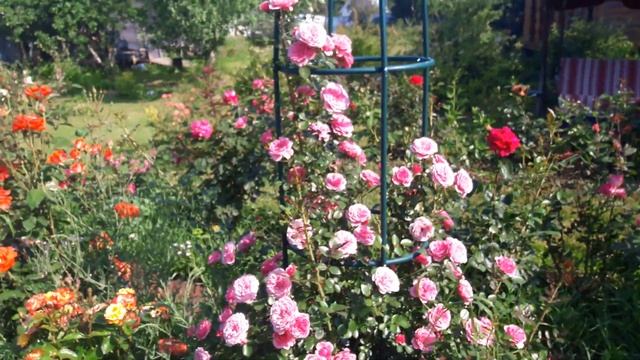 Плетистые розы. смотреть онлайн