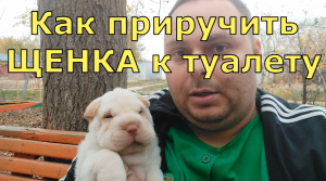 Как приручить ЩЕНКА к туалету на улице.