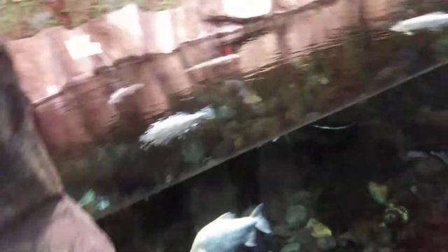 Рыбы в зоопарке г. Новосибирск