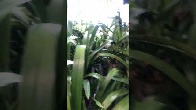 Cymbidium. Цветонос цимбидиума