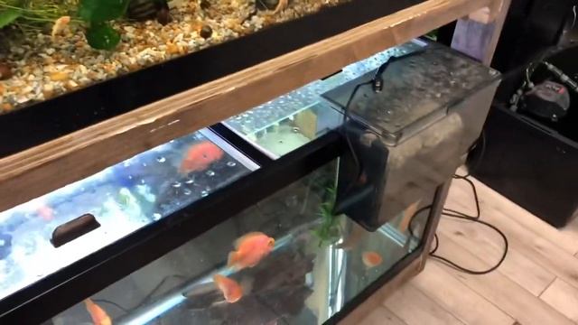 Northside Aquatics LLC смотреть онлайн