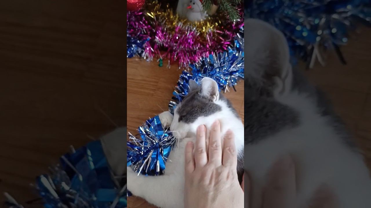 Люблю Мамочку свою. #кот #мурзик #питомец #лайк #любовь #котики #мама смотреть онлайн