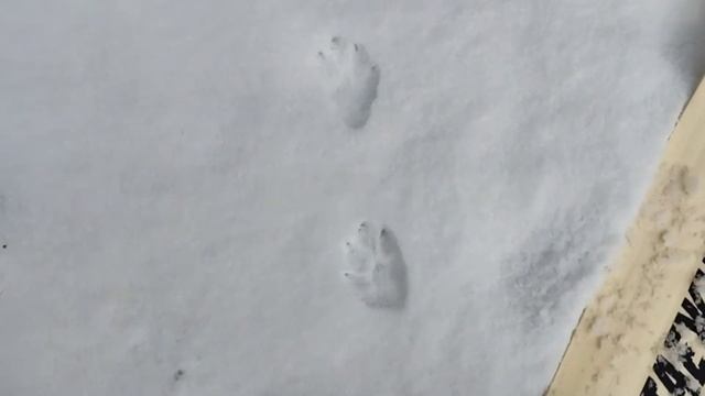 след ЗАЙЦА. как определить НАПРАВЛЕНИЕ движения. НЕ ПУТАЙ. ОХОТА на зайца. БЕЛЯК и РУСАК. смотреть онлайн