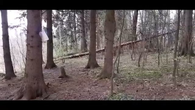 АСМР "звуки леса" смотреть онлайн