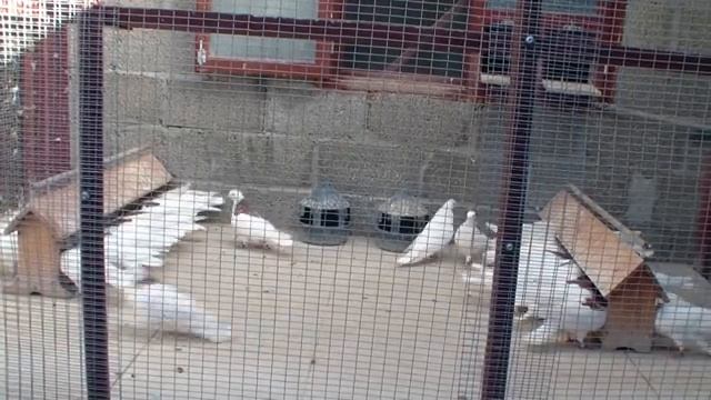 Пермские Гривуны Галенко Сергея смотреть онлайн