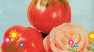 Томат обыкновенный Крымская роза. Краткий обзор, описание характеристик, где купить рассада, семена