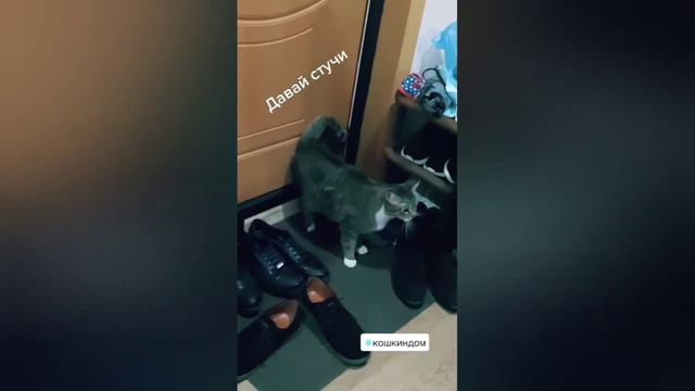 Самые лучшие приколы 2021 | ТикТок №2 смотреть онлайн