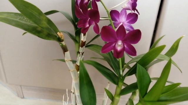 04.09.22г.Мой дендрофаленопсис. смотреть онлайн