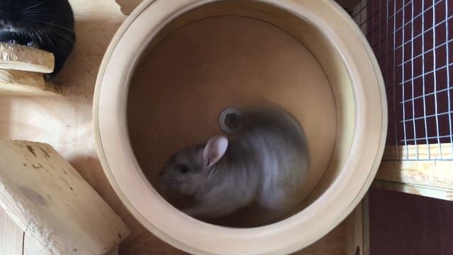 шиншилла девочка бегает в колесе смотреть онлайн