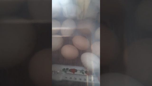 инкубатор своими руками. ч 3? смотреть онлайн