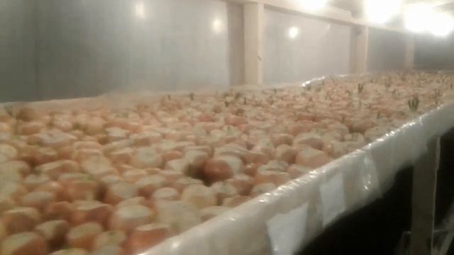 7-й день посадки. Ошибки, рост и немного цифр.