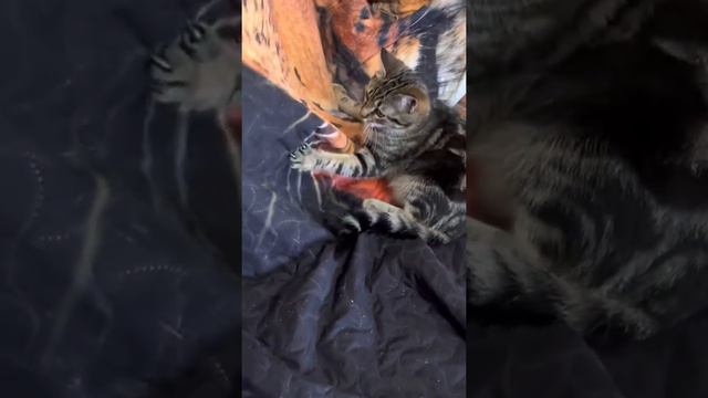 Марсель нашёл как ПРОТИВОСТОЯТЬ ЕНОТУ! смотреть онлайн