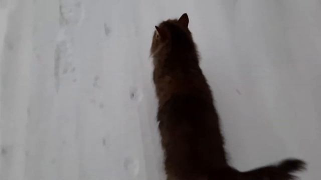 🐩как всегда рад🐈как 🐈всегда голодные 🐈 смотреть онлайн